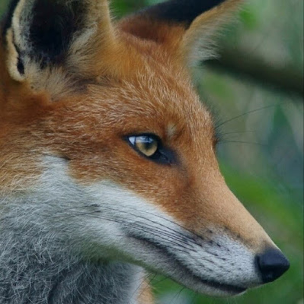 Meet your Posher, Kitsune